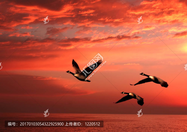 鵝在日落
