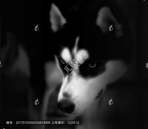 哈士奇