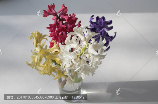 四色hyacynth2