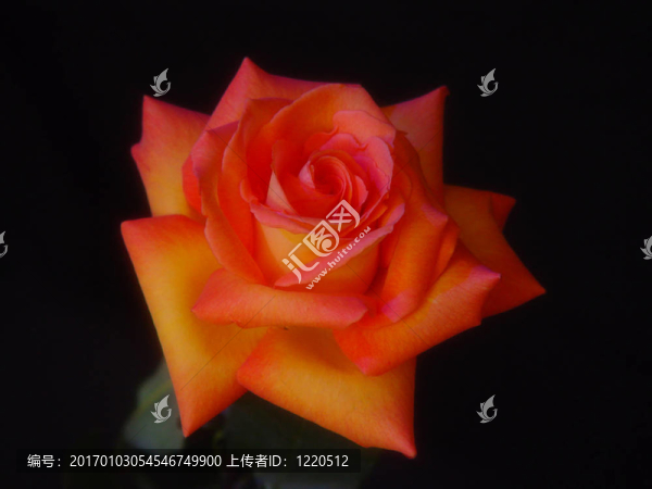 強烈的Colorful,Rose