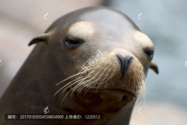 密封