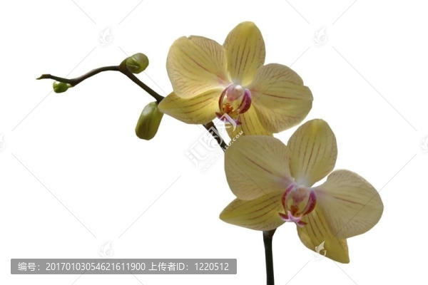 蘭花的設(shè)計(jì)