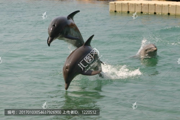 海豚