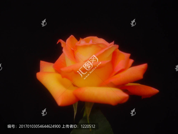 豐富多彩的黃玫瑰