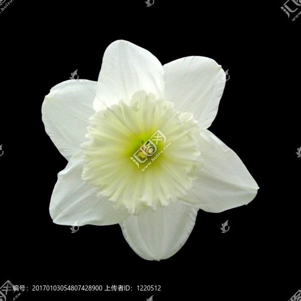 水仙花