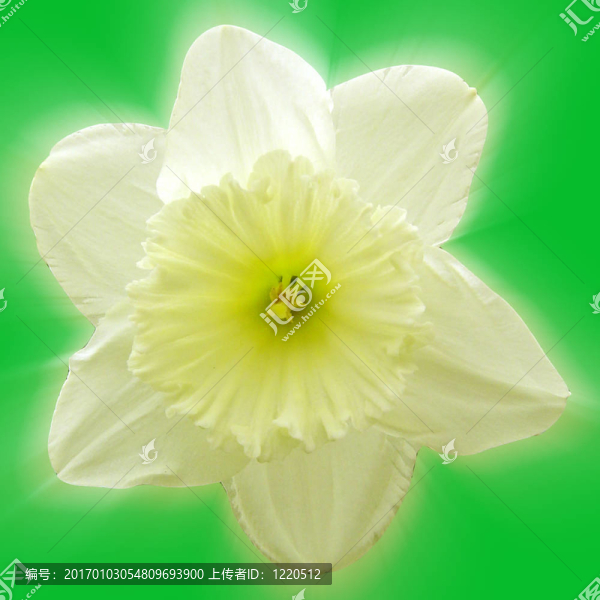 水仙花