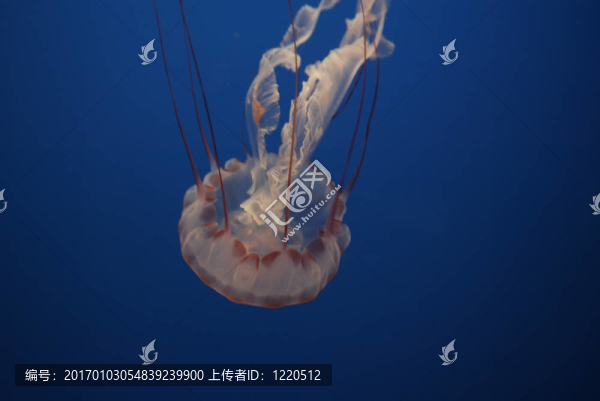 水母