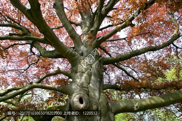 山毛櫸樹