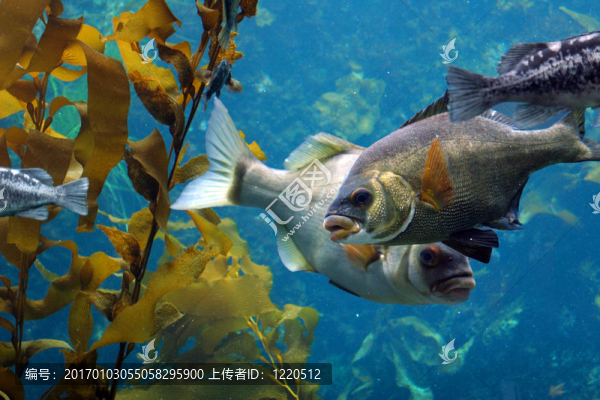 海洋中的魚