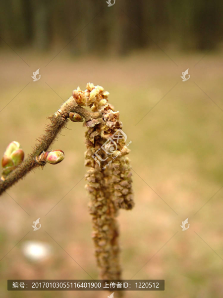 芽的堅(jiān)果
