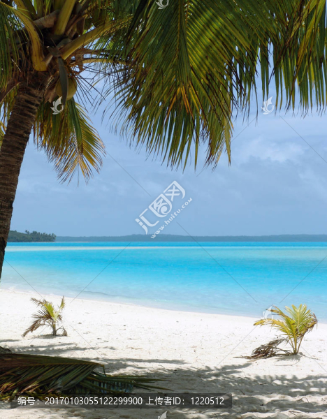 Beach棕櫚樹