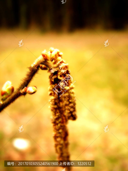 芽-匯圖網(wǎng) www.fosd68.com 芽