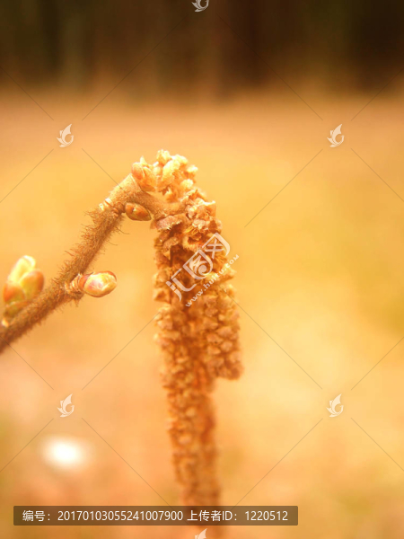 芽1