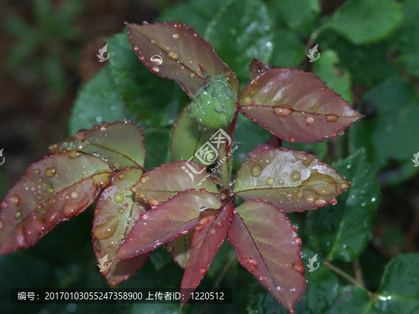 四月雨