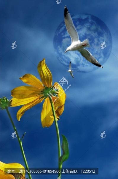 戴茜和海鷗。