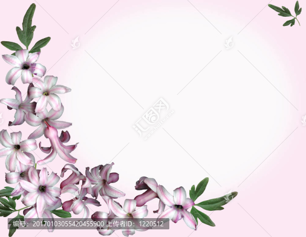 背景粉紅色的花