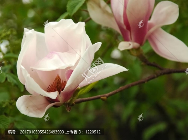 春天