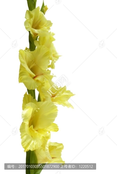 flower2