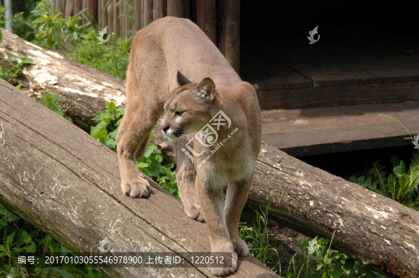美洲獅.