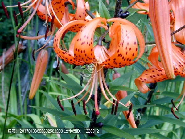 老虎莉莉