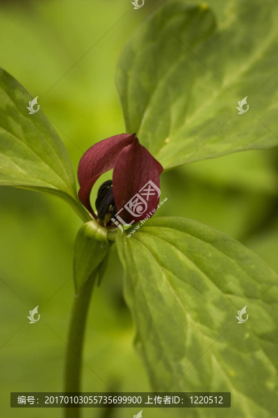 紅延齡草