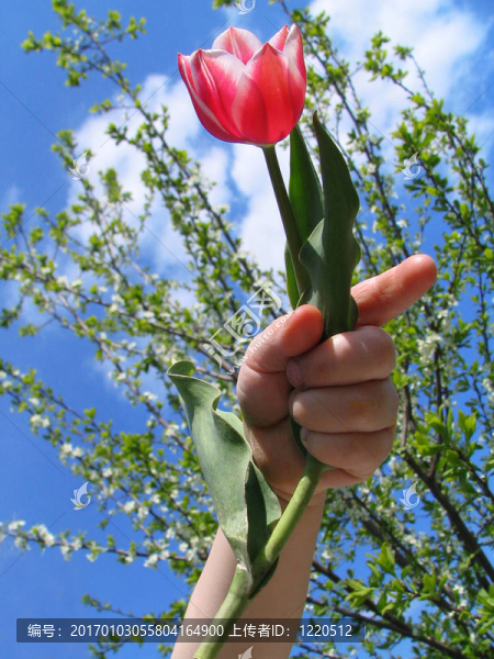 手上的郁金香-匯圖網(wǎng) www.fosd68.com 手上的郁金香
