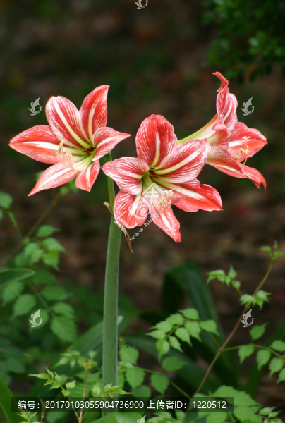 三橙色百合