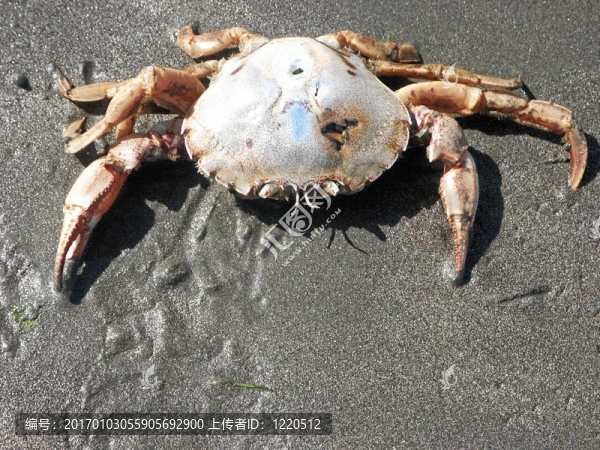 槳蟹