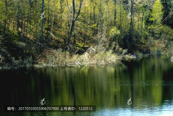 春天在wildernes