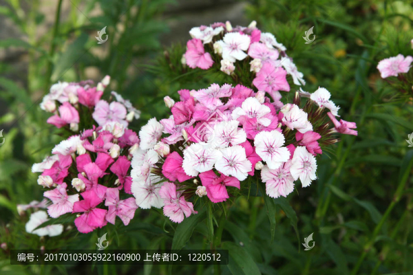 紅色；白色；粉色條紋夾竹桃