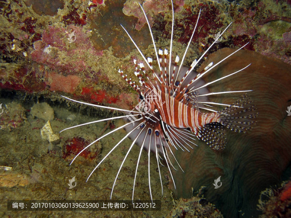 firefish或獅子魚