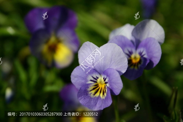 藍(lán)色的紫羅蘭