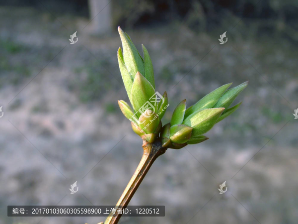 芽的細(xì)節(jié)