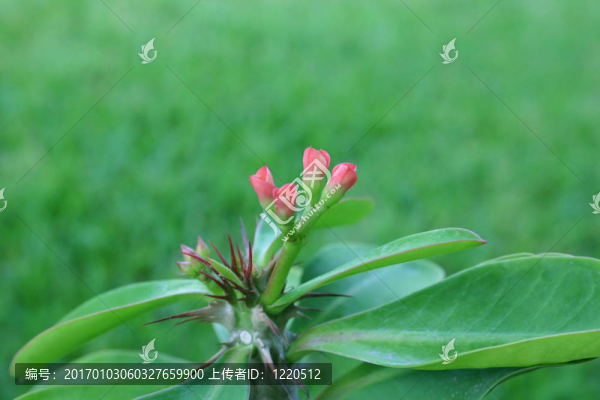 荊棘王冠