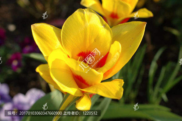 郁金香