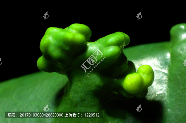 從辛加的寶藏