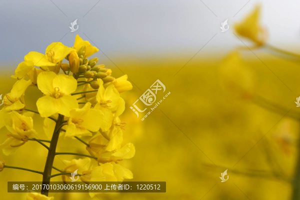 特寫強(qiáng)奸