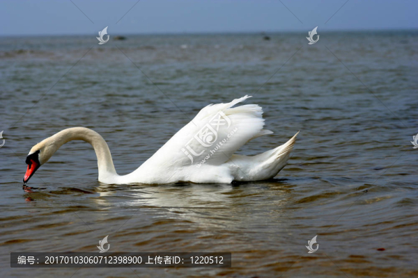 海灘上的天鵝。