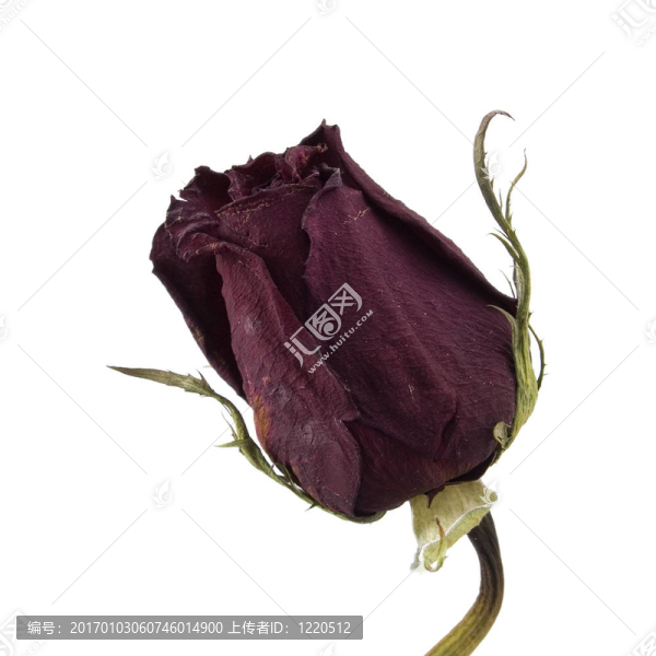 干的紅玫瑰