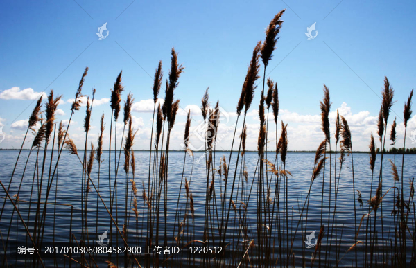 背光沖