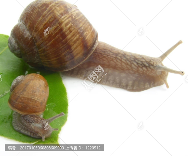 蝸牛