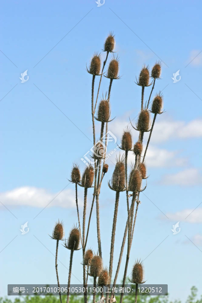 野薊