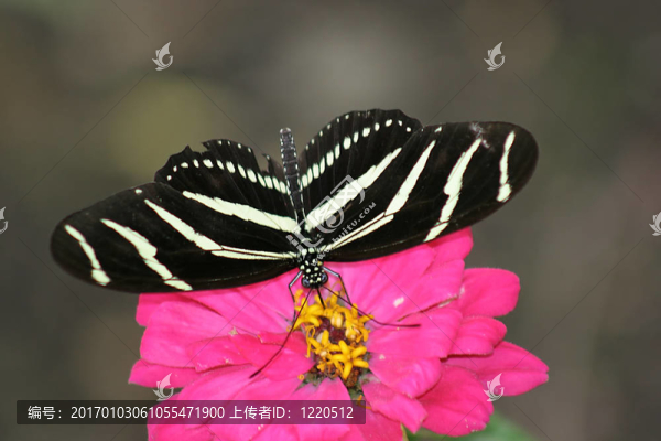 蝴蝶2