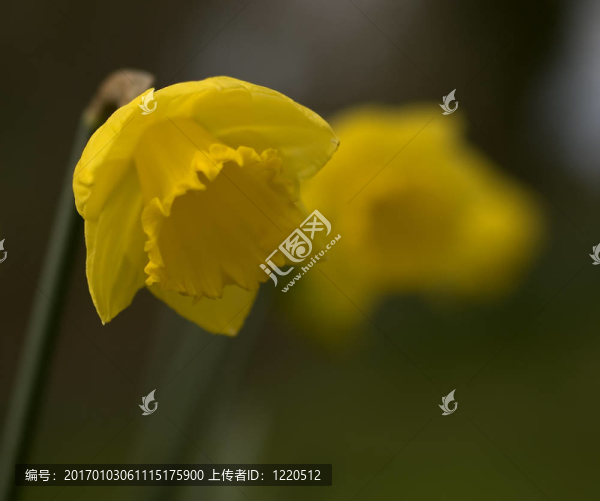 水仙花