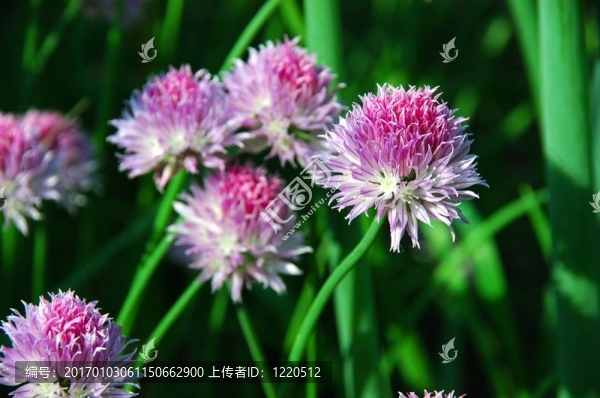 野生花卉。