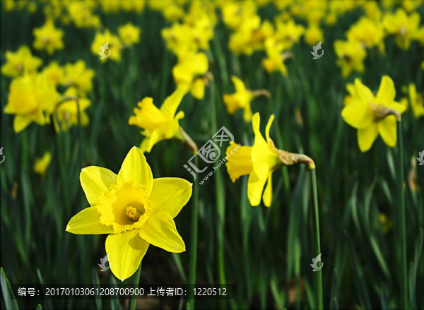 場(chǎng)的水仙花