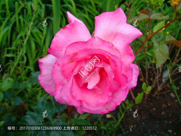 非常Pink,Rose