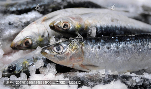 新鮮的沙丁油魚