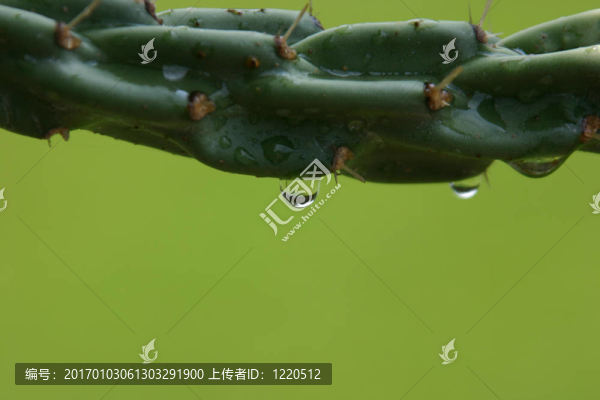 仙人掌雨滴