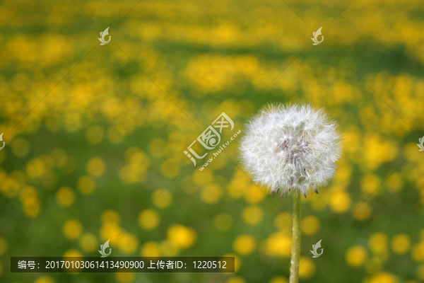 種子頭